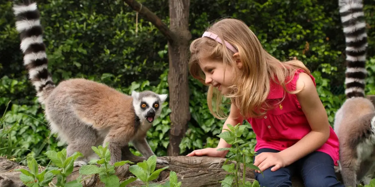 Bambina interagisce con un lemure dalla coda ad anelli nel zoo più grande d'Italia.
