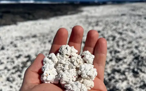 Mano che raccoglie la "spiaggia pop corn" di Fuerteventura, un paesaggio unico di rocce bianche e arrotondate.