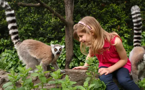Bambina interagisce con un lemure dalla coda ad anelli nel zoo più grande d'Italia.