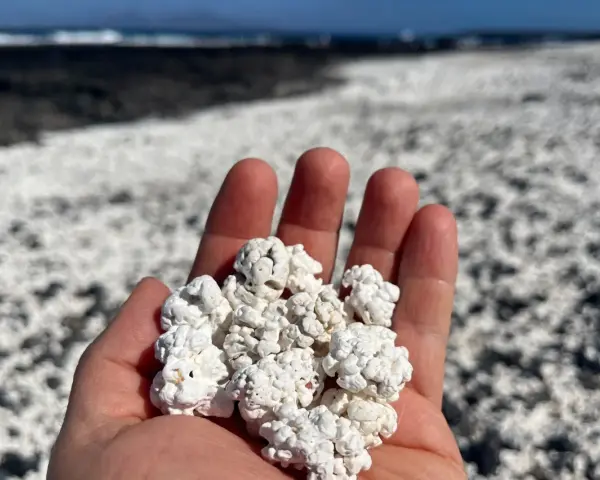 Mano che raccoglie la "spiaggia pop corn" di Fuerteventura, un paesaggio unico di rocce bianche e arrotondate.