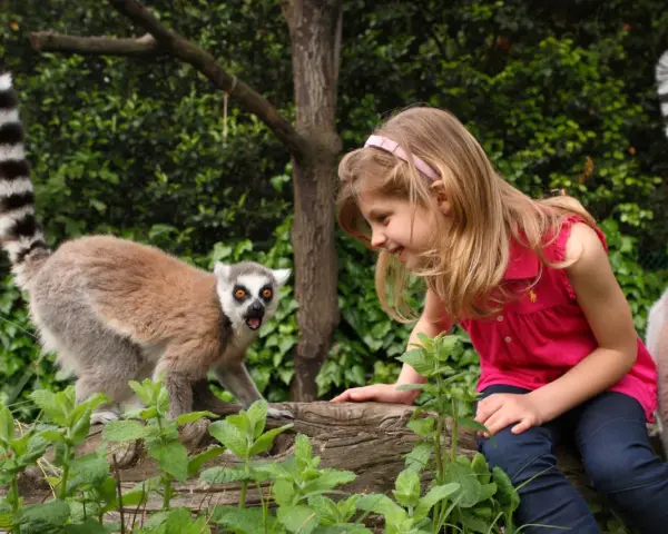Bambina interagisce con un lemure dalla coda ad anelli nel zoo più grande d'Italia.