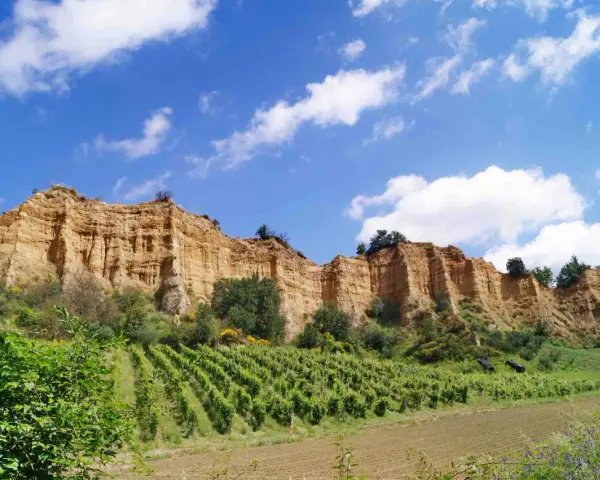 Scogliere dorate e vigneti rigogliosi sotto un cielo azzurro con nuvole bianche, un paesaggio tipico di Castelfranco di Sopra.