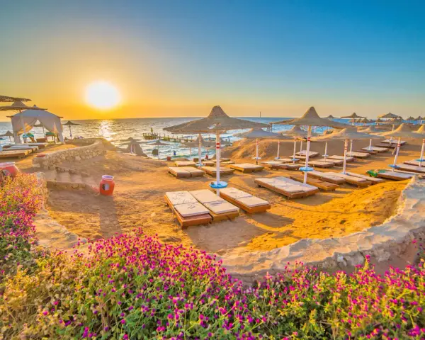 Spiaggia dorata al tramonto, lettini pronti per il relax. Questo è il periodo migliore per andare a Sharm, con fiori viola in primo piano.