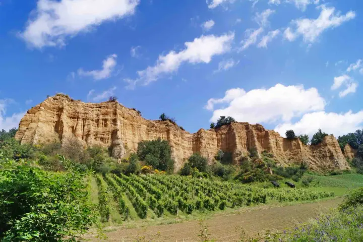 Scogliere dorate e vigneti rigogliosi sotto un cielo azzurro con nuvole bianche, un paesaggio tipico di Castelfranco di Sopra.
