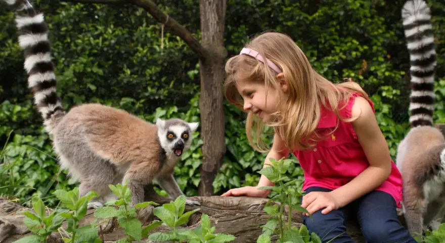 Bambina interagisce con un lemure dalla coda ad anelli nel zoo più grande d'Italia.