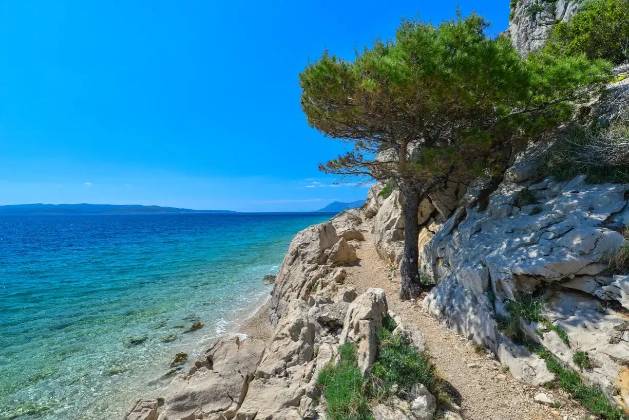 Sentiero roccioso con pino marittimo affacciato su mare cristallino. Un luogo spalato cosa vedere, con rocce bianche e cielo azzurro.