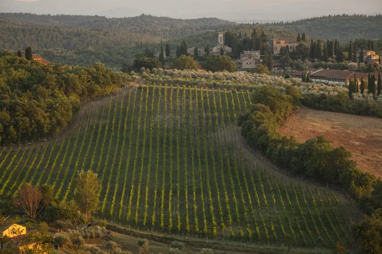 Vigneti ordinati nella valle del Chianti, con ulivi e casali in lontananza sotto il sole del tramonto.