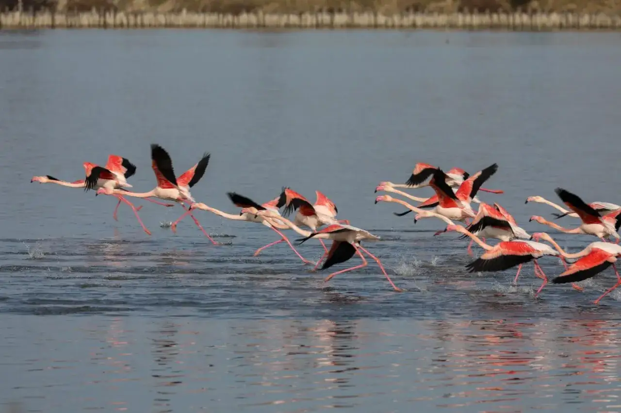 Un gruppo di fenicotteri rosa spicca il volo dalla laguna di Orbetello, le ali spiegate creano un'onda di colore.