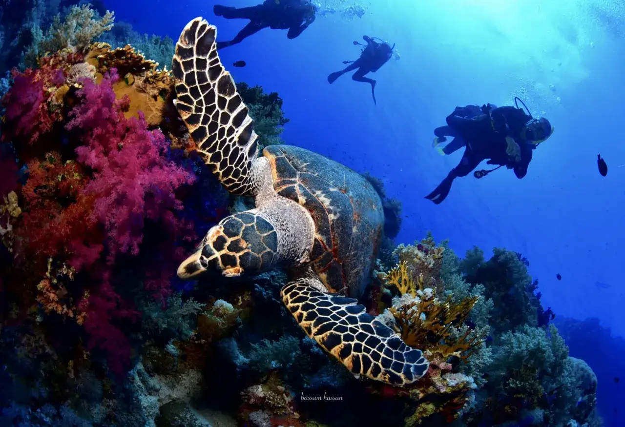 Tartaruga marina tra coralli colorati e subacquei. Un'immersione indimenticabile per scoprire cosa vedere a Sharm el Sheikh.