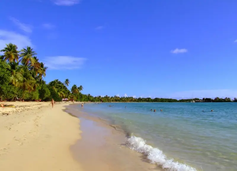 Spiaggia tropicale con palme e acque cristalline, un angolo di paradiso nelle isole francesi caraibi.